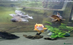 Fancy Goldfish fish for sale: Large oranda goldfish see description  - Image 6