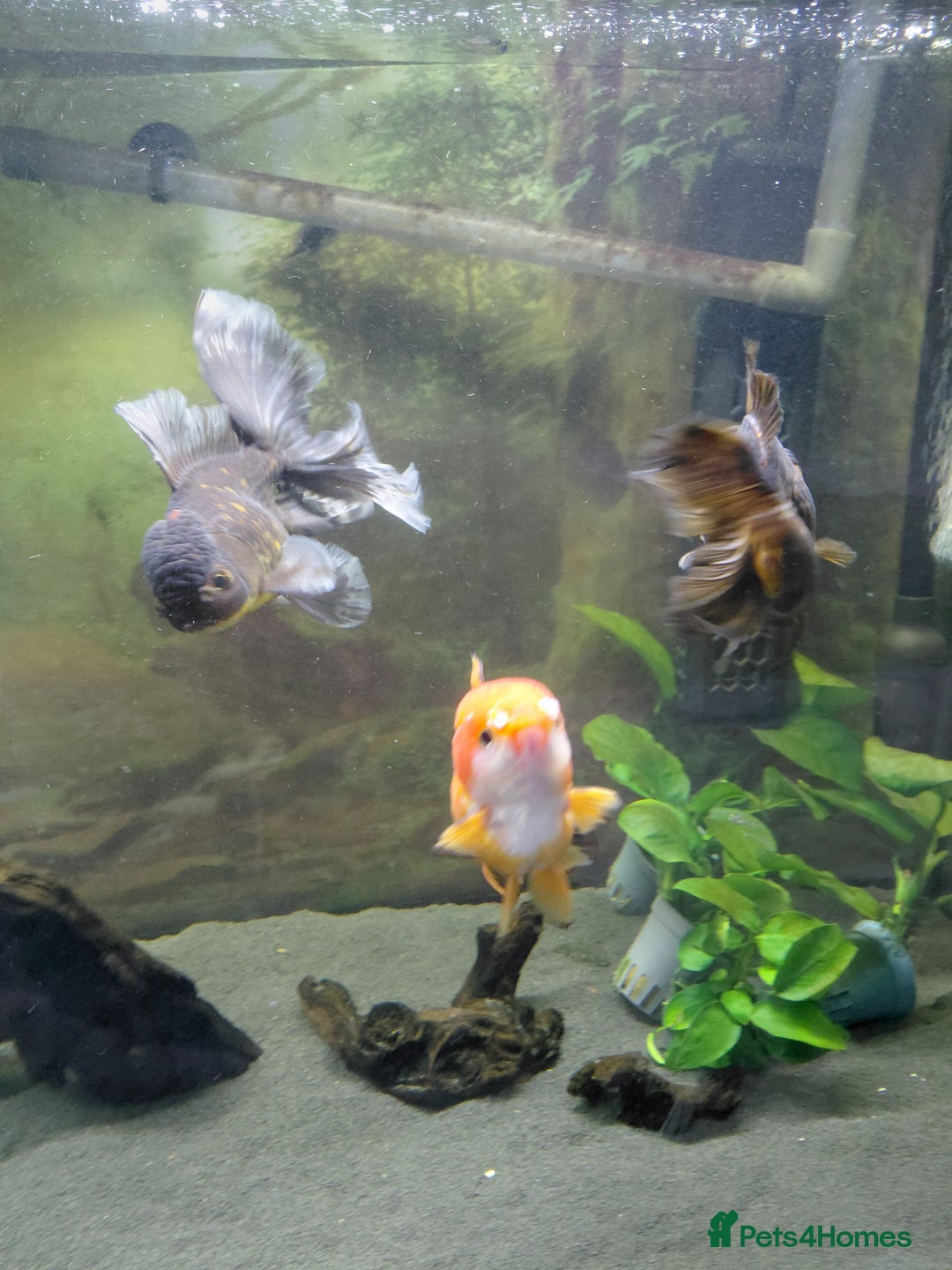 Fancy Goldfish fish for sale: Large oranda goldfish see description  - Image 6