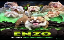 American Bully dogs for stud: American pocket bully  - Image 25