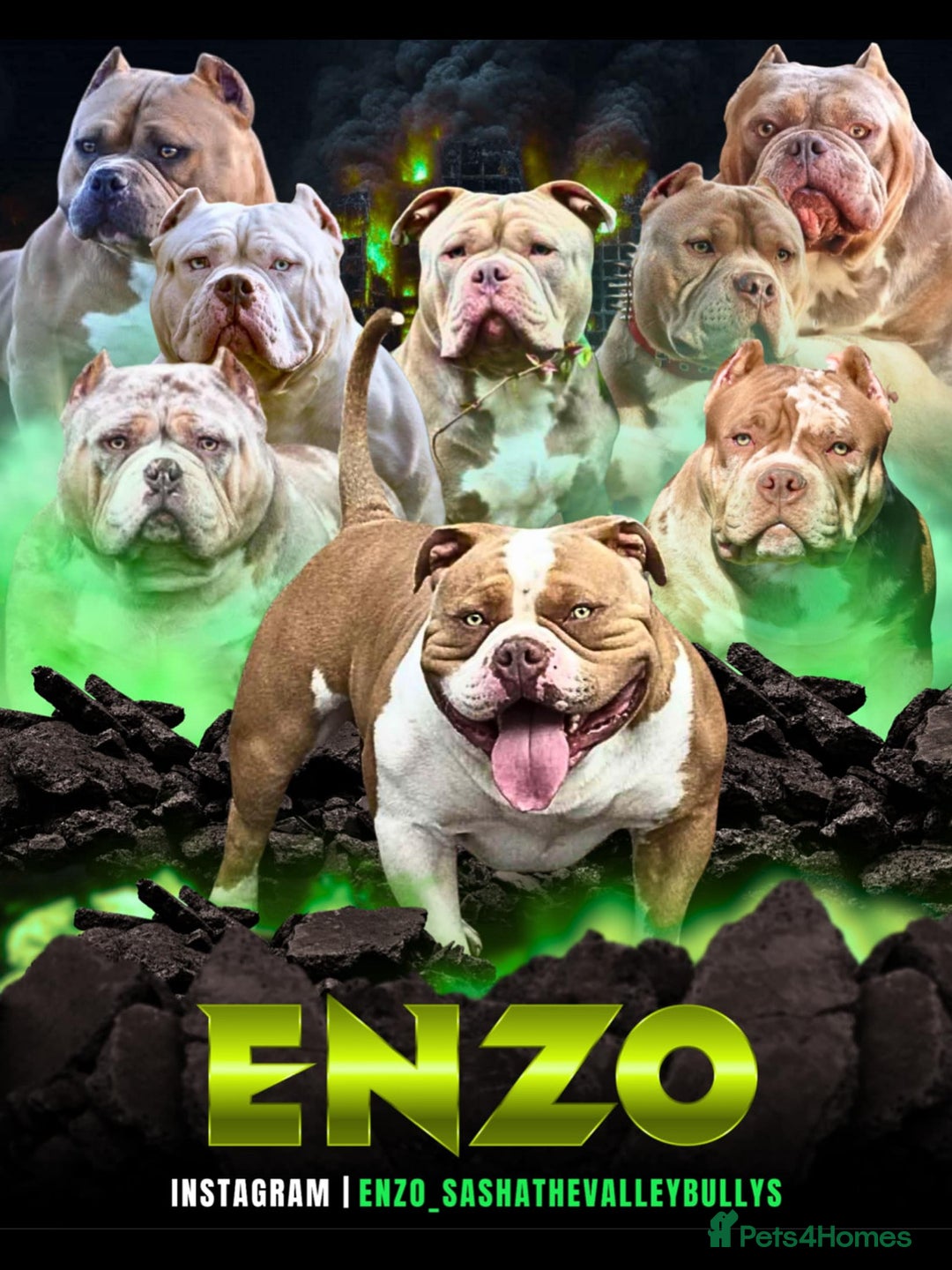 American Bully dogs for stud: American pocket bully  - Image 25