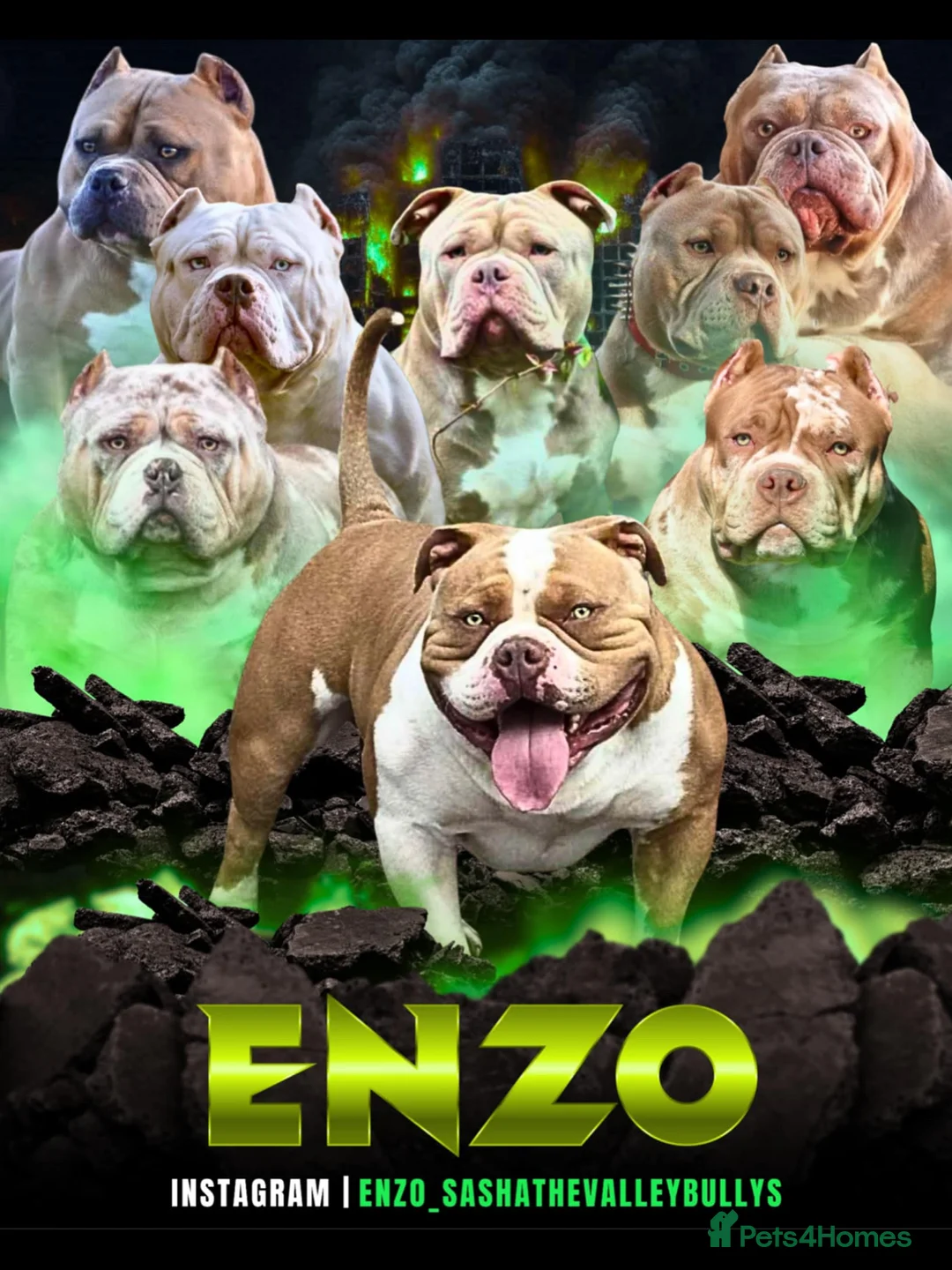 American Bully dogs for stud: American pocket bully  - Advert 25