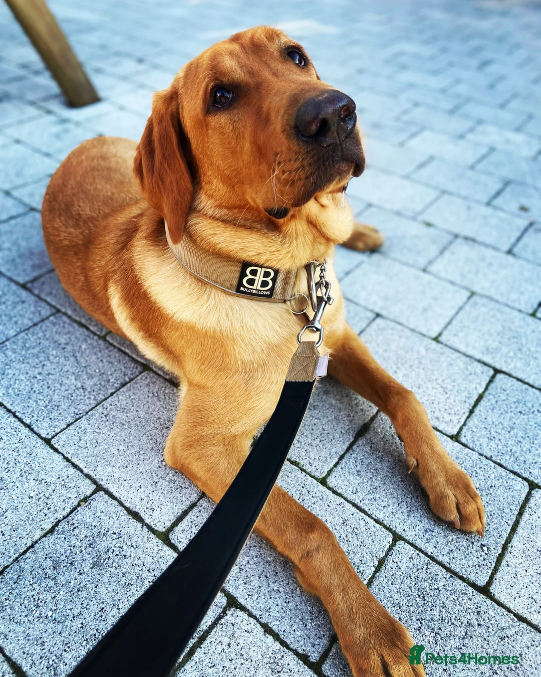 Labrador Retriever dogs for stud: Pedigree Health tested Fox Red Labrador for stud  in Wolverhampton - Advert 13