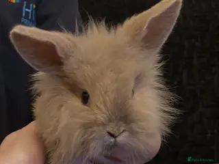 Mini Lion Lop rabbits Mini lion lop bunnies (only one boy left ) - Advert 5
