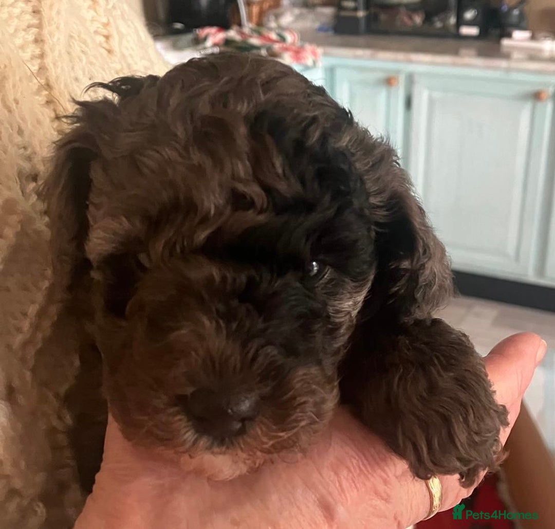 Poochon dogs for sale: Gorgeous Merle boy Poochon Puppy - Advert 1