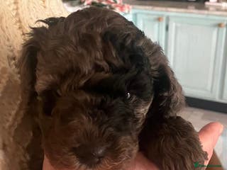 Poochon dogs Gorgeous Merle boy Poochon Puppy - Advert 2