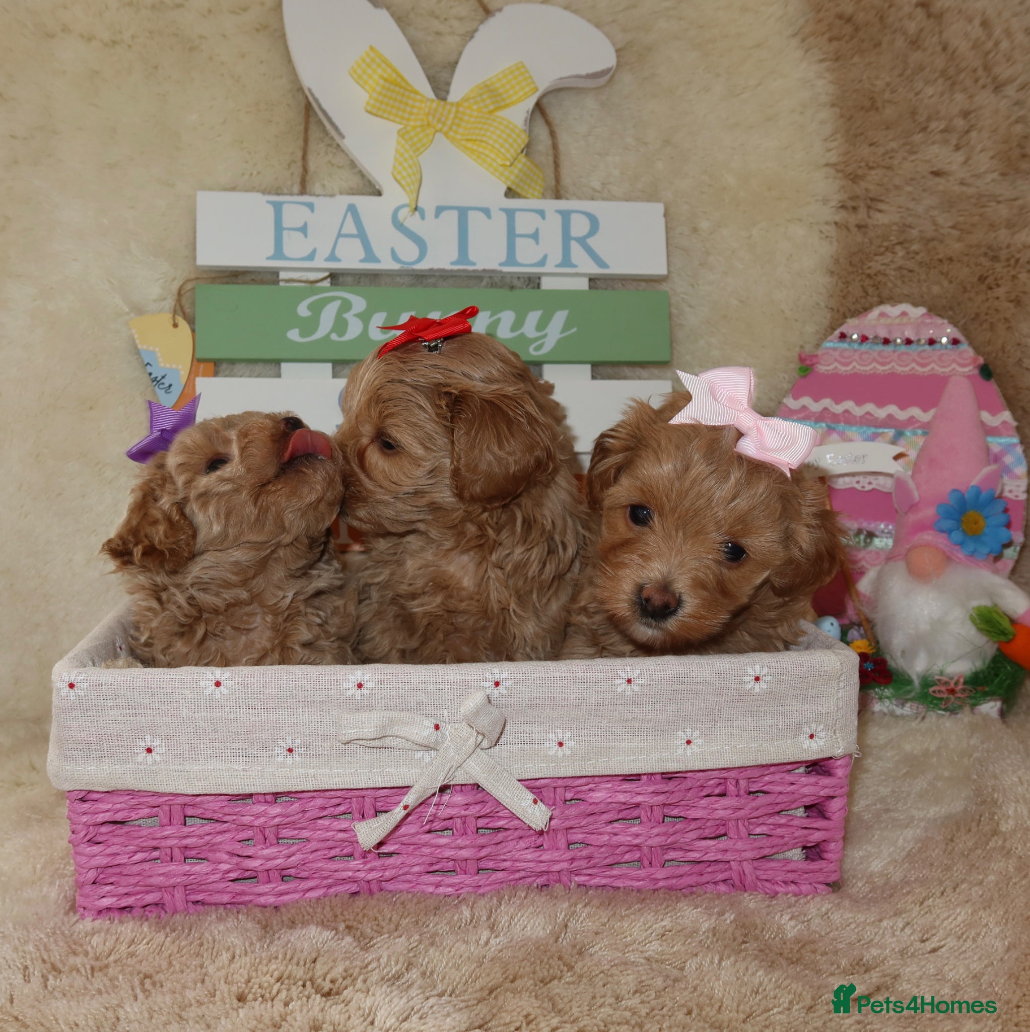 Maltipoo dogs Beautiful girl Maltipoo puppy’s 🐶  - Advert 14