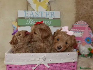 Maltipoo dogs Beautiful girl Maltipoo puppy’s 🐶 - Advert 14