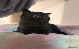 British Shorthair cats for sale: Beautiful British shorthair champion bloodlines - Image 34