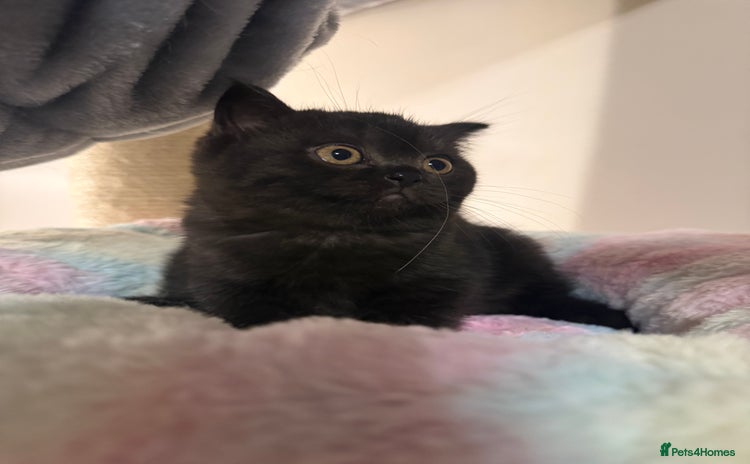 British Shorthair cats - Advert 9