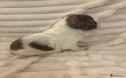 Cocker Spaniel dogs for sale: Cocker spaniel pups - Image 2