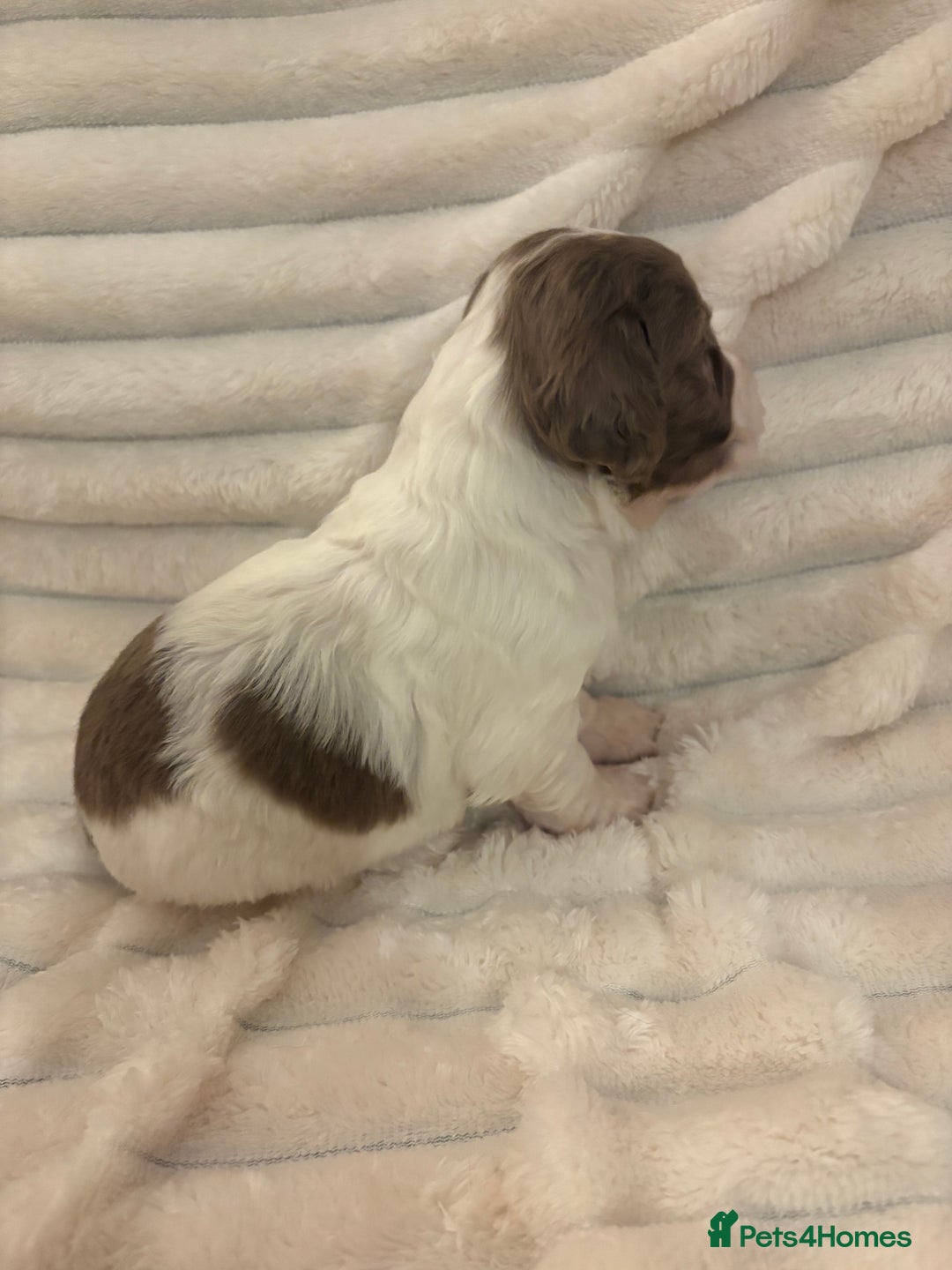 Cocker Spaniel dogs for sale: Cocker spaniel pups - Image 2