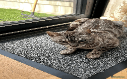 Bengal cats for sale: 4 y/o Silver Mink Charcoal Bengal Female - Image 3