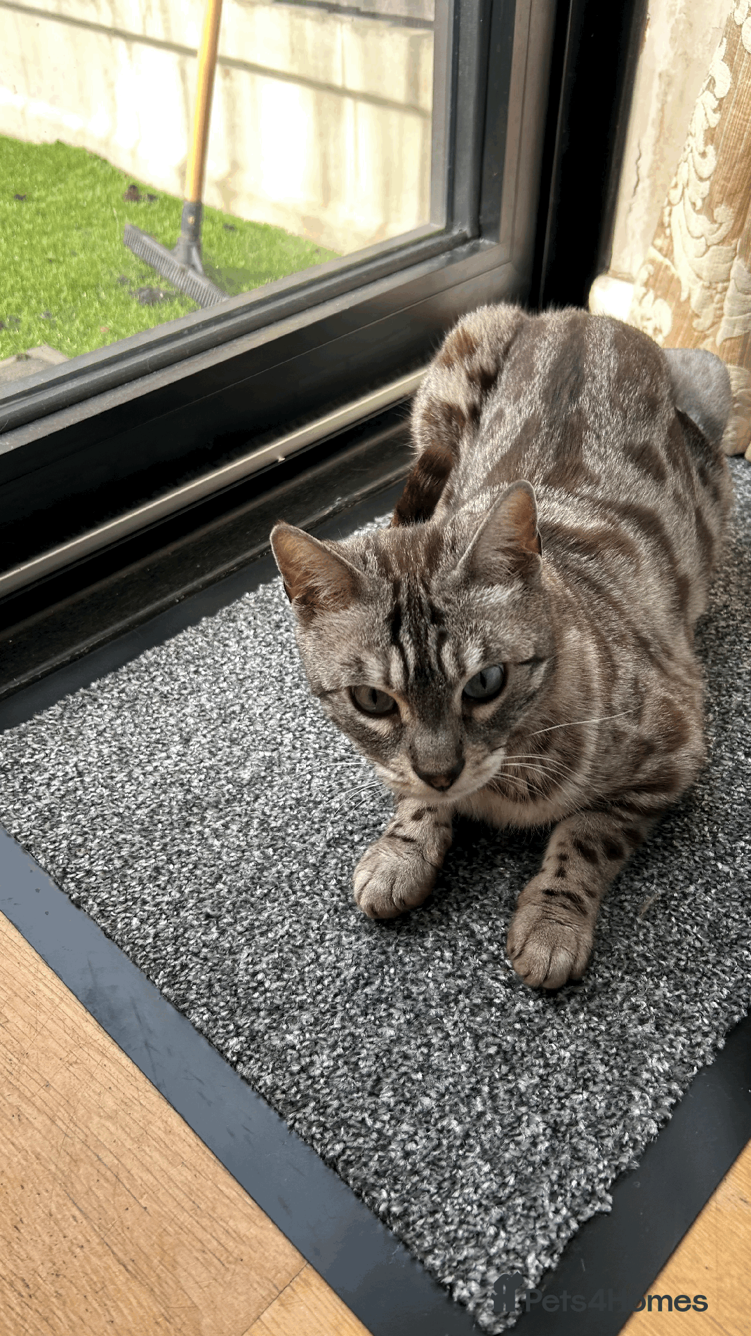 Bengal cats for sale: 4 y/o Silver Mink Charcoal Bengal Female - Image 3