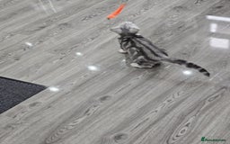 British Shorthair cats for sale: Beautiful Silver Tabby British Shorthair Boy - Image 5