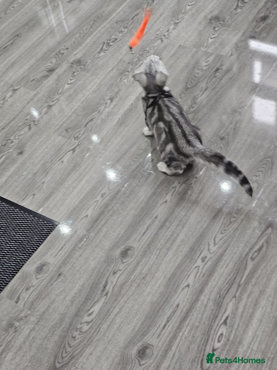 British Shorthair cats for sale: Beautiful Silver Tabby British Shorthair Boy - Image 5