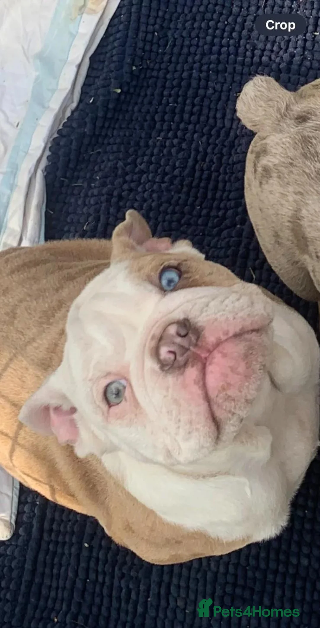 English Bulldog dogs for sale: English Bulldog Puppies Seeking Loving Homes - Advert 2