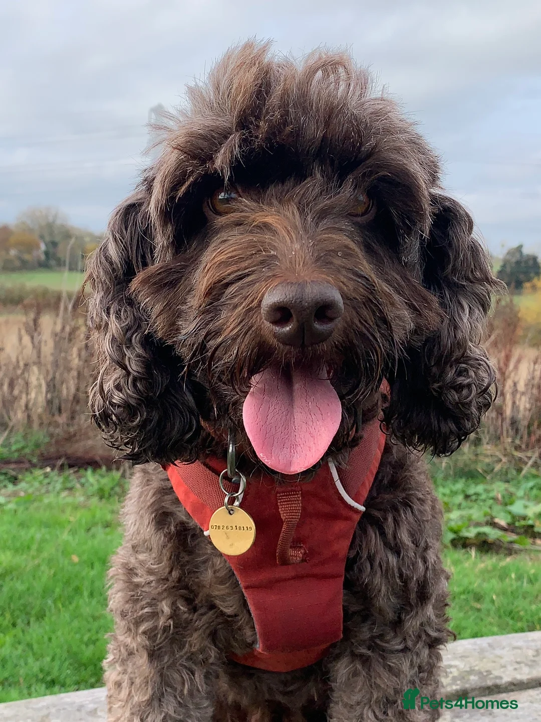 Cockapoo dogs for sale: Cockapoos Due 11th February- Waiting List Open - Advert 20