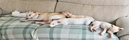 Whippet dogs for sale: Whippet  in Durham - Advert 6