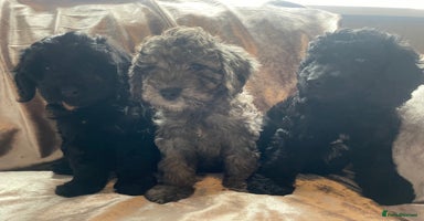 Cockapoo dogs - Advert 12