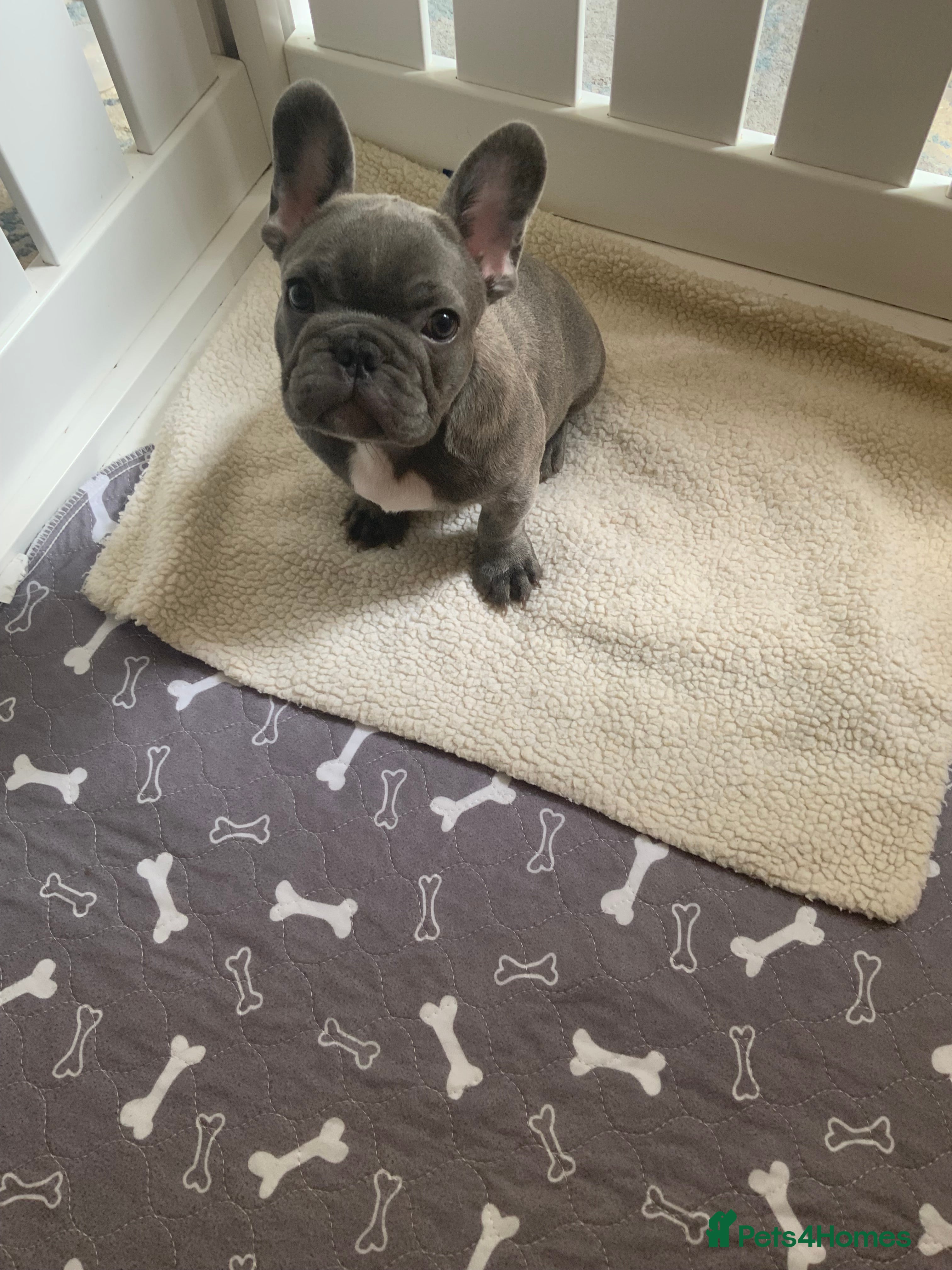 French Bulldog Puppy 2