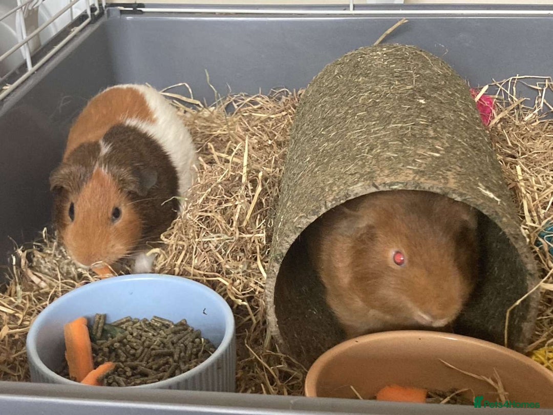 Guinea Pig rodents for sale: Two Guinea pigs - Image 2