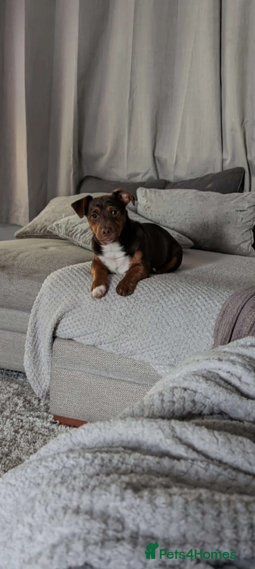 Jack Russell dogs for stud: Rocky - Advert 1