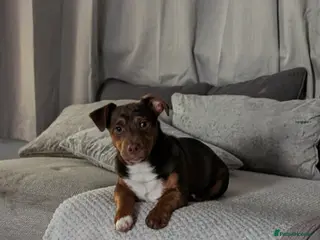 Jack Russell dogs Rocky - Advert 5