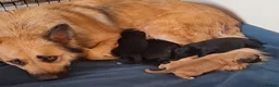 Sheprador dogs for sale: K.C registered German Shepherd × Labrodore pups  - Advert 19