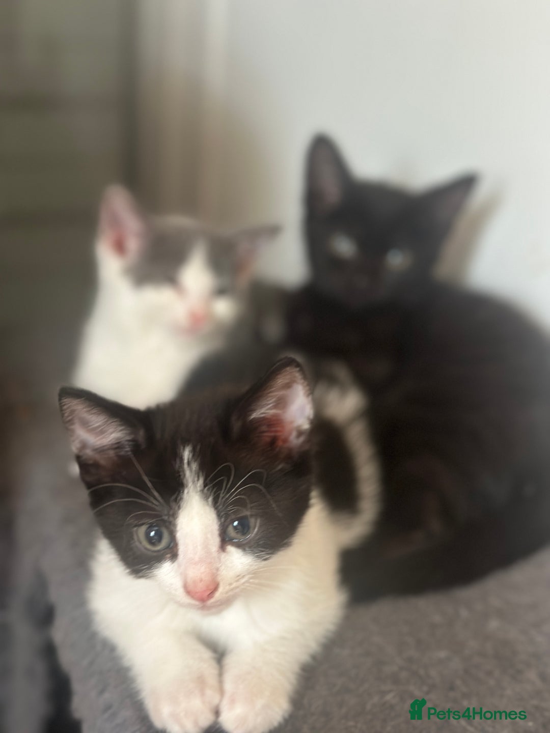 Mixed Breed cats for sale: ❤️ Burmese/White Russian Mixed (kittens) 4 Left - Image 11