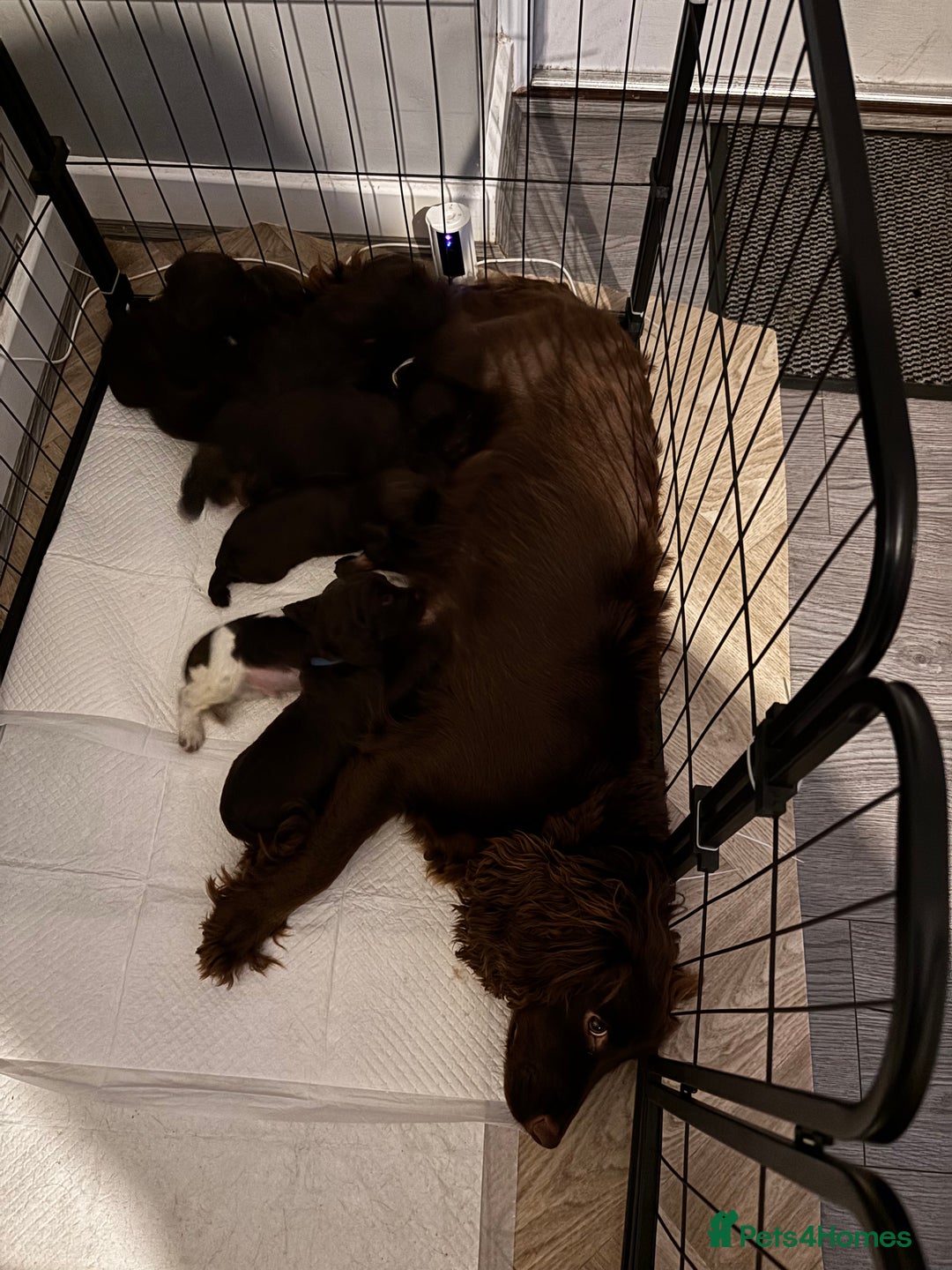 Cocker Spaniel dogs for sale: 8 beautiful cocker Spaniel puppies  - Advert 10