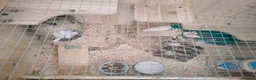 Hamster rodents for sale: Female Russian hamster for sale with full set up in Stoke-on-Trent - Advert 4