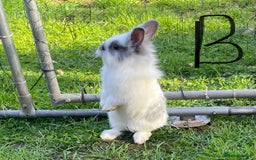 Lionhead rabbits for sale: Lion head  - Image 4