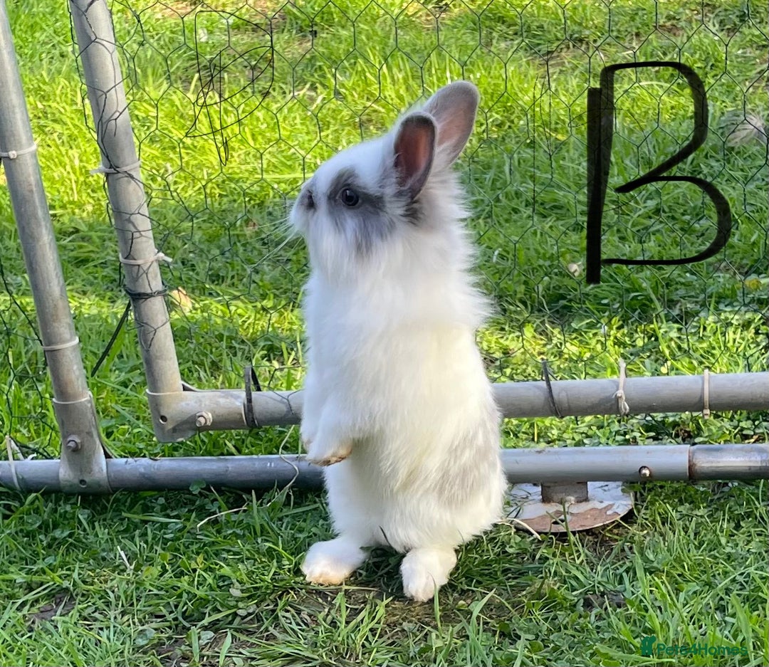 Lionhead rabbits for sale: Lion head  - Image 4