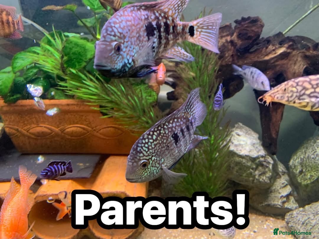 Cichlids fish Texas cichlids  - Advert 6