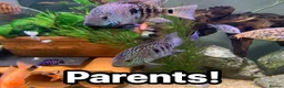 Cichlids fish for sale: Texas cichlids  in Pevensey - Advert 1