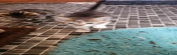 Mixed Breed cats for sale: 7 lovely kittens in Llanymynech - Advert 4