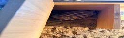 Tortoise reptiles for sale: Ted the tortoise  in York - Advert 1