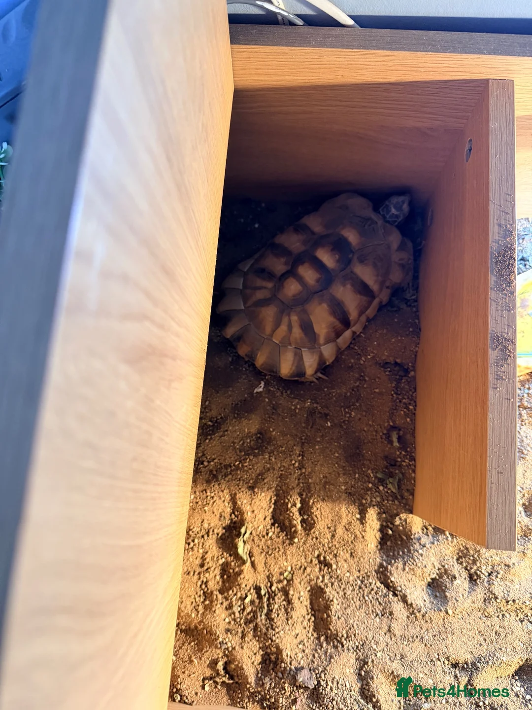 Tortoise reptiles for sale: Ted the tortoise  in York - Advert 1