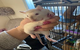 Rat rodents for sale: Fancy Siamese rats  - Advert 10