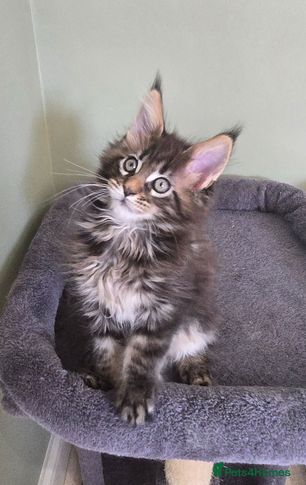 Maine Coon cats GCCF Registered Maine Coon Kittens  - Advert 2