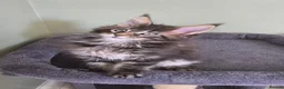 Maine Coon cats for sale: GCCF Registered Maine Coon Kittens  - Advert 13