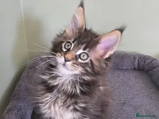 Maine Coon cats GCCF Registered Maine Coon Kittens - Advert 2