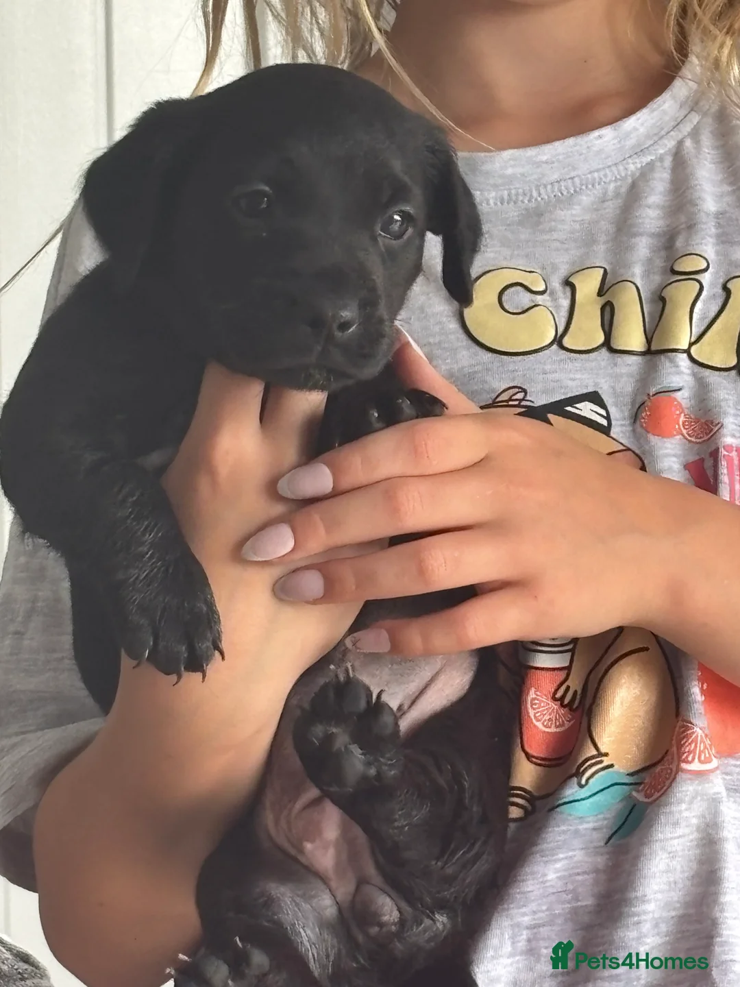 Mixed Breed dogs for sale: Beautiful litter of puppies.  - Advert 2