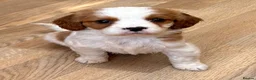 Cavapoo dogs for sale: F1b Cavapoo puppies! - Advert 8