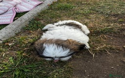 Shih Tzu dogs for sale: Shih tzu puppies looking for a forever home. - Image 27
