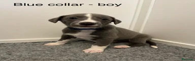 Blue collar - boy
