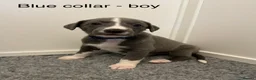 Whippet dogs for sale: Stunning Purebred Whippet Puppies - Ready 27th May - Advert 5