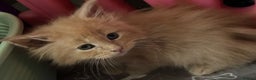 Maine Coon cats for sale: Beautiful maincoon kittens ready now  - Advert 9