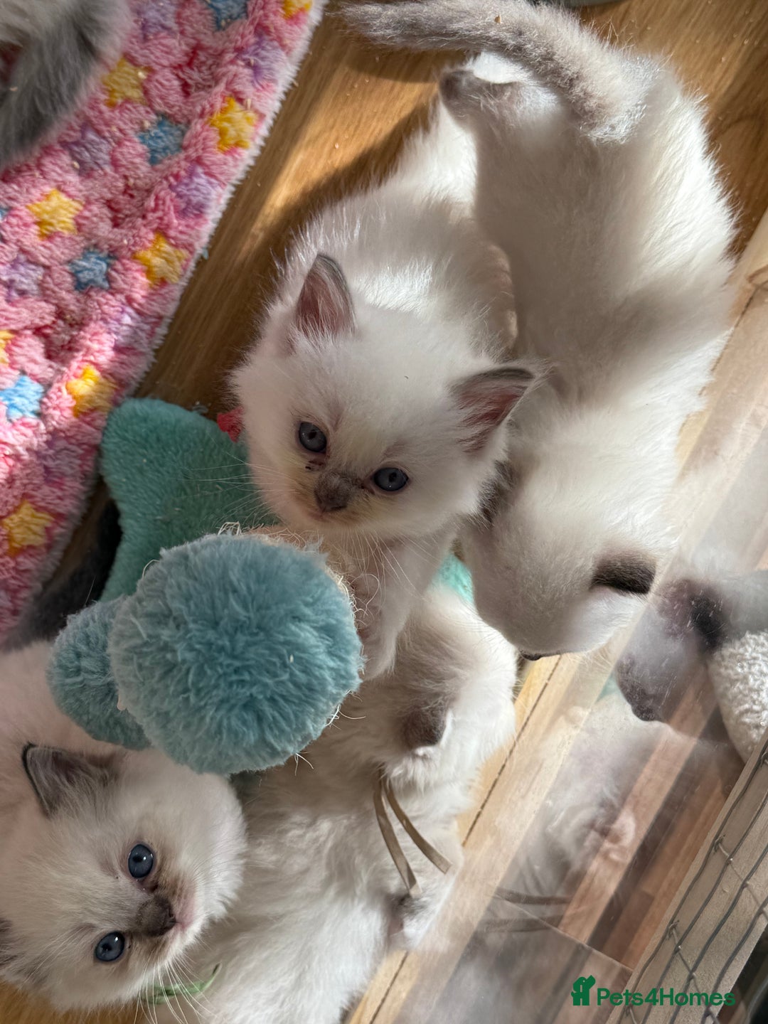 Ragdoll cats for sale: Gccf registered ragdoll kittens  - Image 7