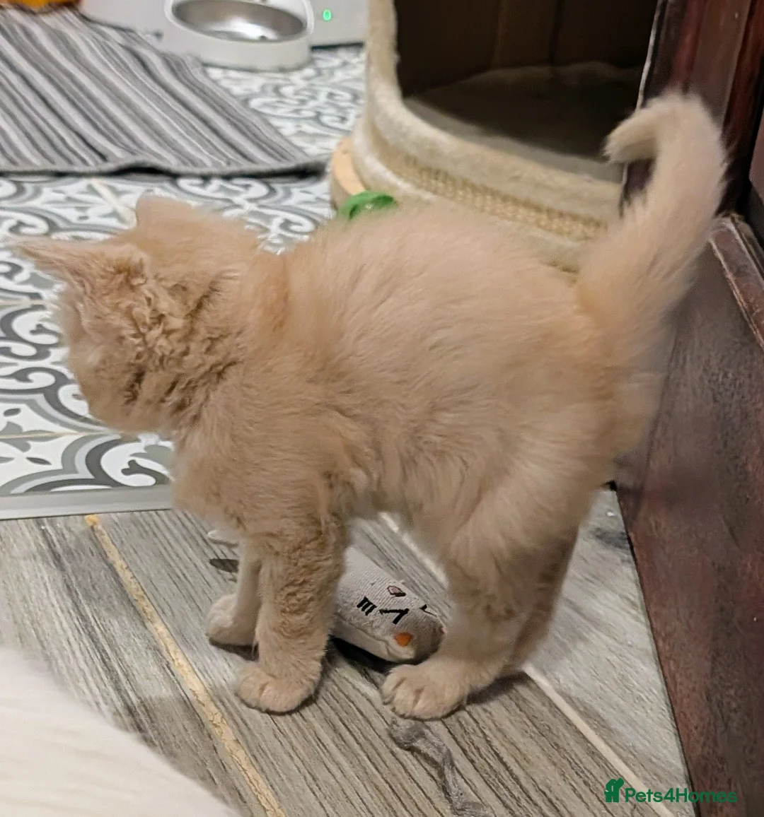 Maine Coon cats for sale: Beautiful Tica Registered Maine Coon Kittens  - Advert 28